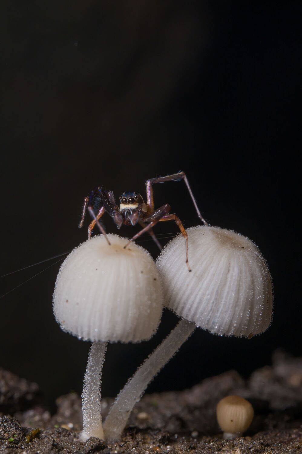 Guardian of the Fungi