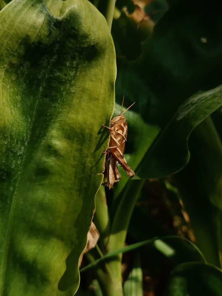 A photo of grasshopper