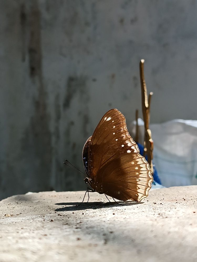 Injured Butterfly