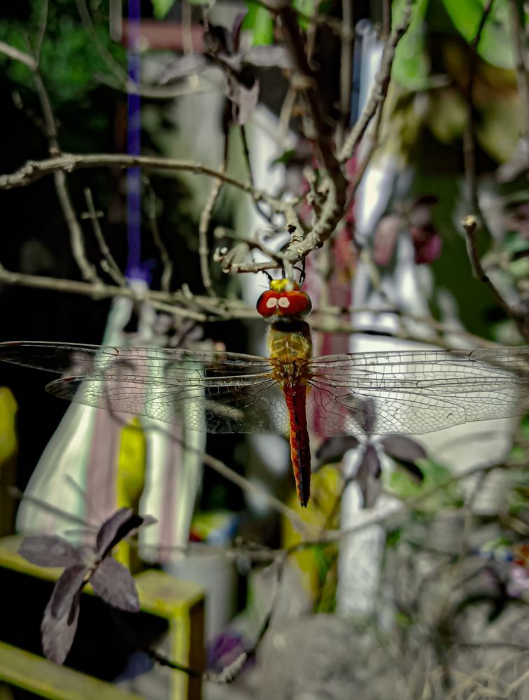 Photograph by Ayush Sah