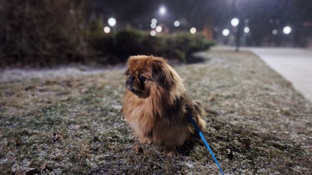 Photograph by Andrejs Peculevics