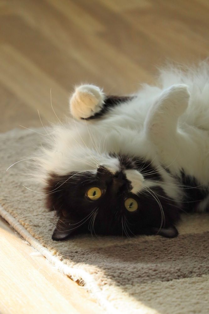 Photograph by Елена Шавшина