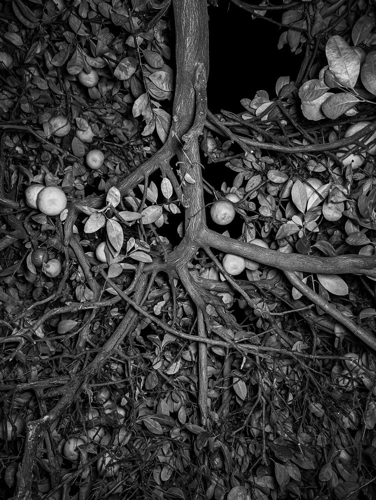 Photograph by Javier Hernandez