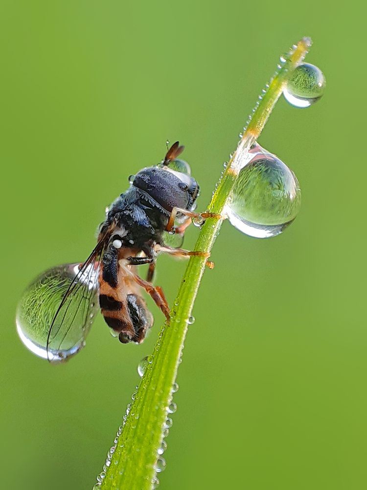 Morning beauty (Mobile Macro)