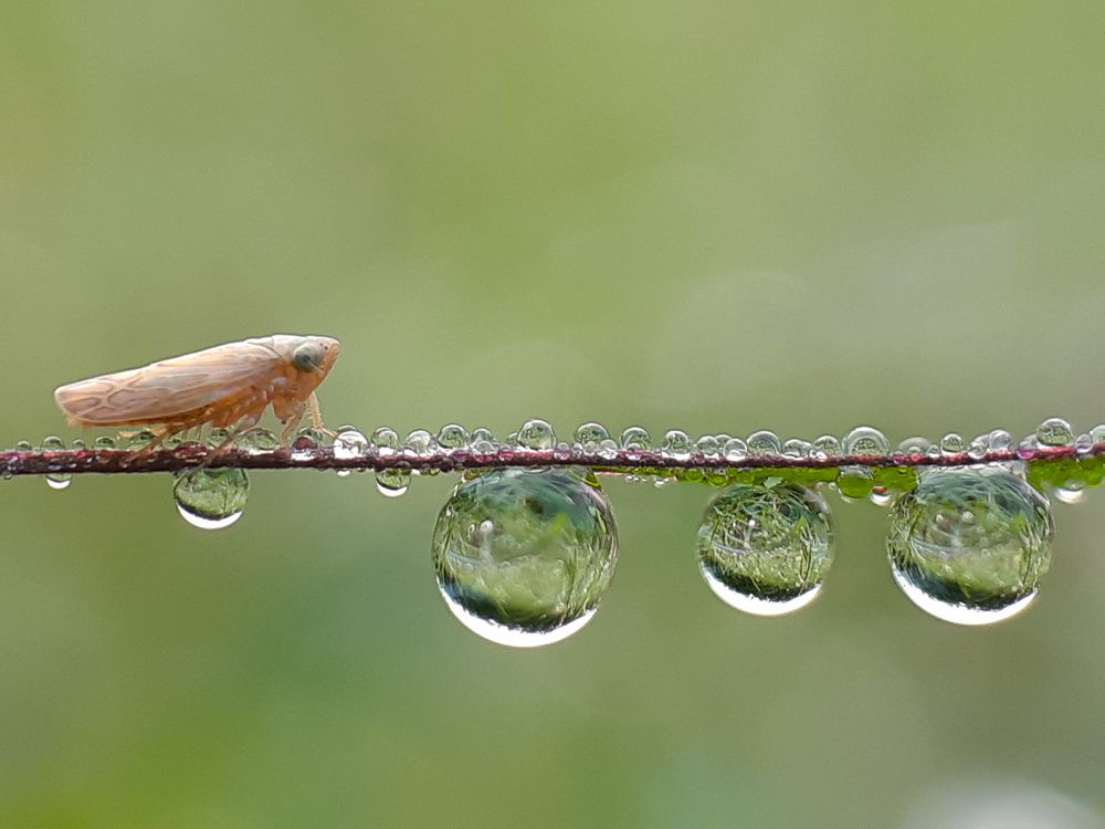 Morning beauty (Mobile Macro)