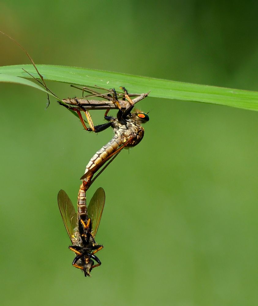 Photograph by Joko Prayitno