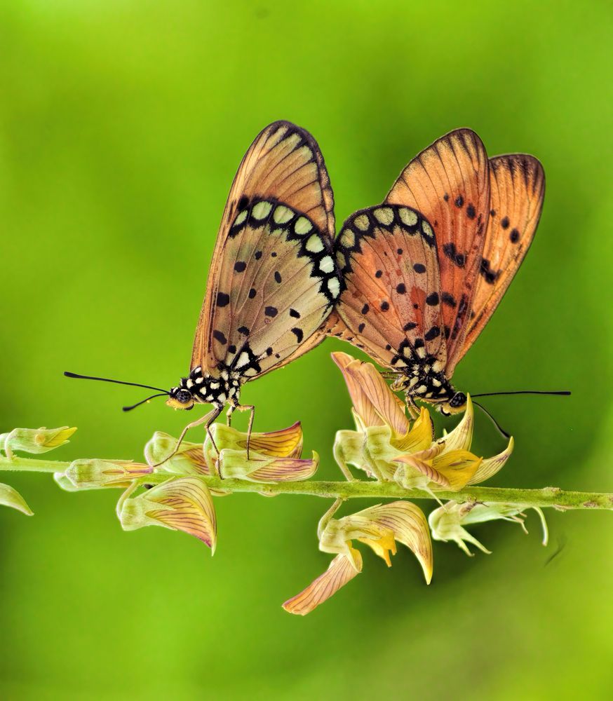 Photograph by Joko Prayitno