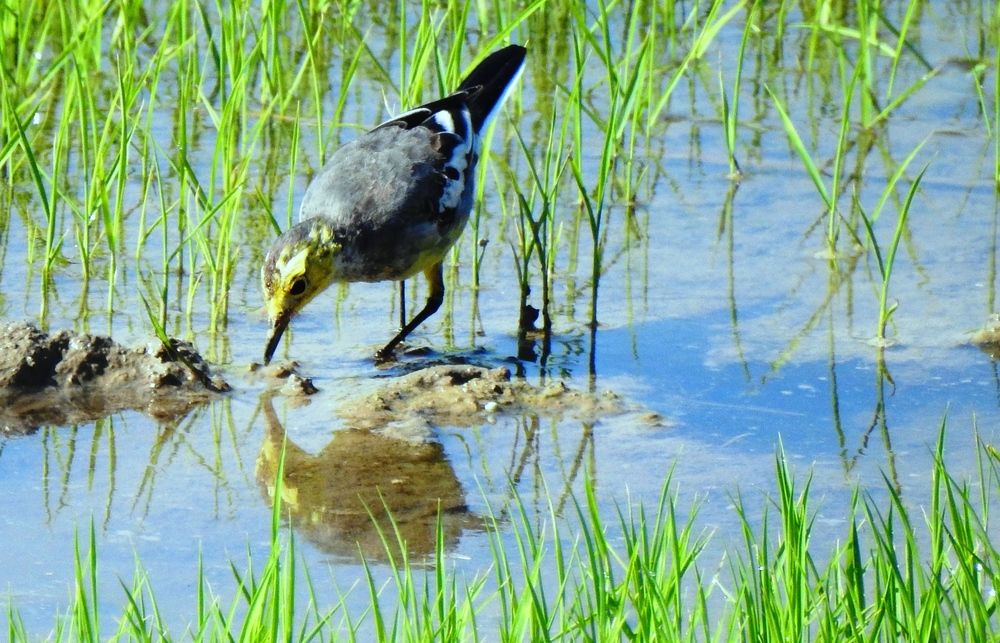 Bird in paddy nursery