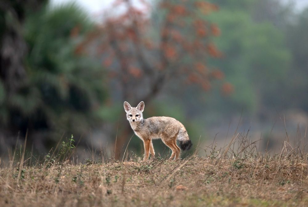 BENGAL FOX:The flame of the forest.