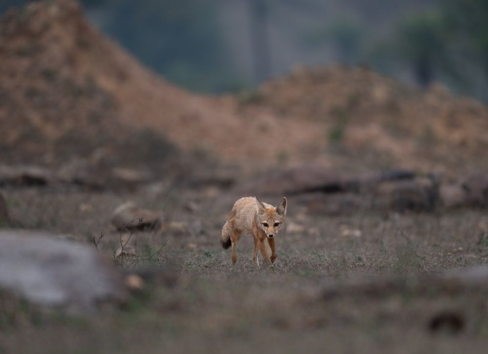 Bengal Fox: The wild heart of Purulia’s hills
