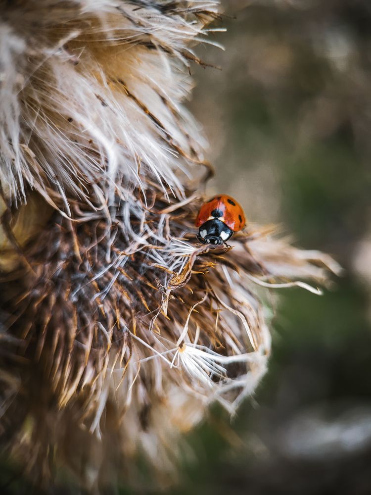 Photograph by Виктория Фирсова