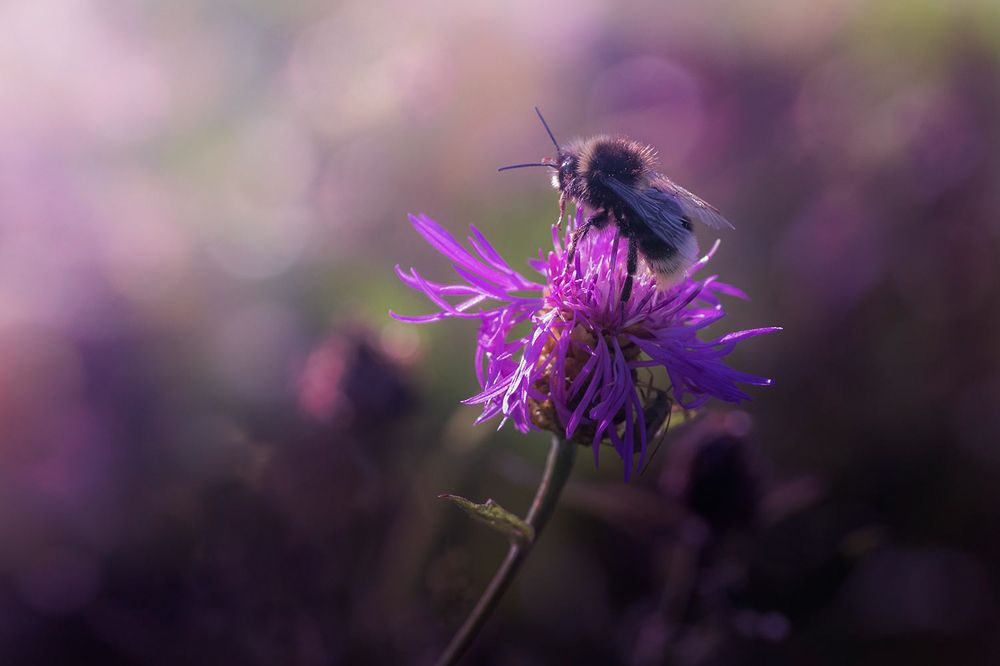 Photograph by Елена Рубинская