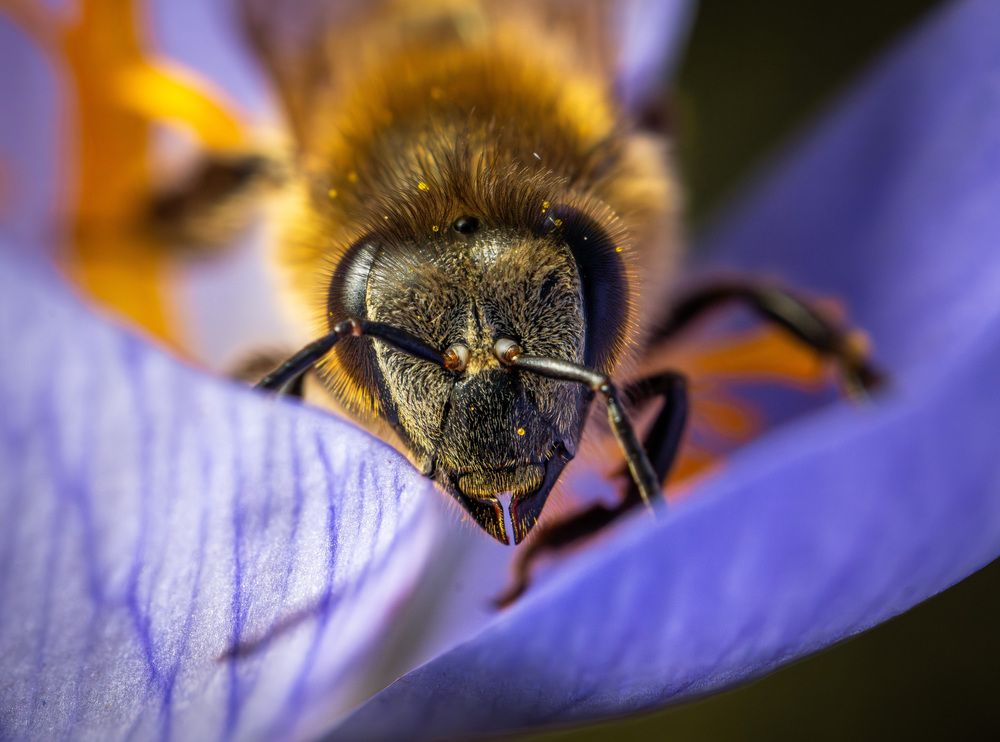 Фотография автора Максим Бессалый