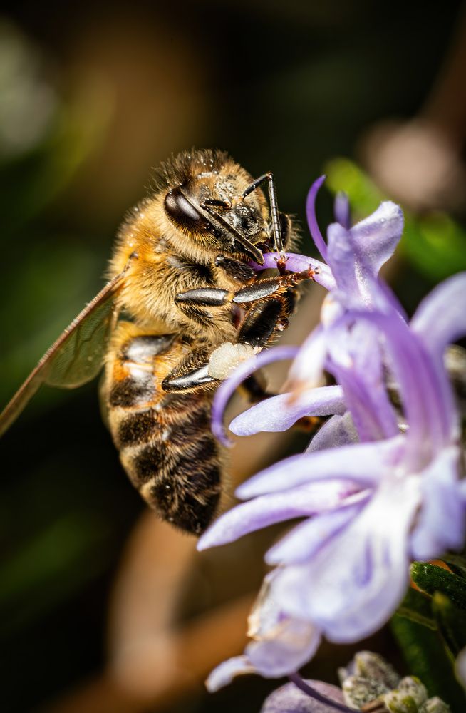 Фотография автора Максим Бессалый