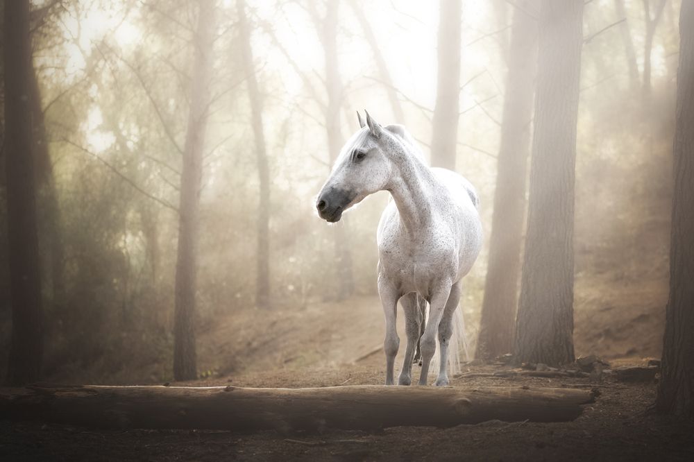 Photograph by Ana Sánchez