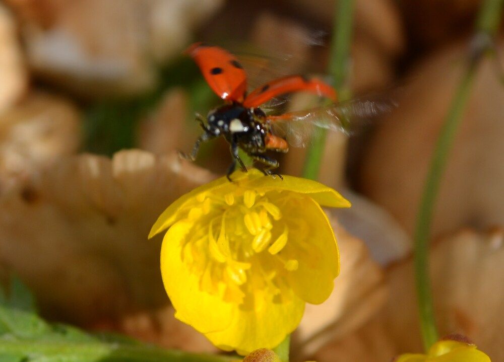 Photograph by Ольга Хромова