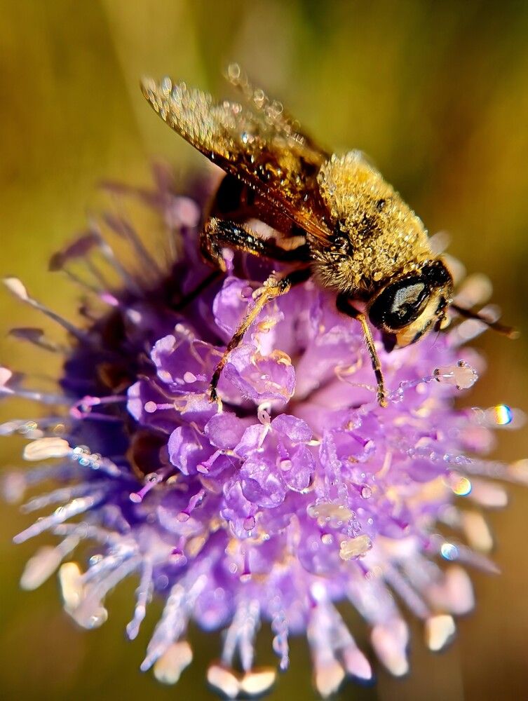 В утренней росе