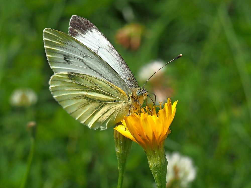 Капустница