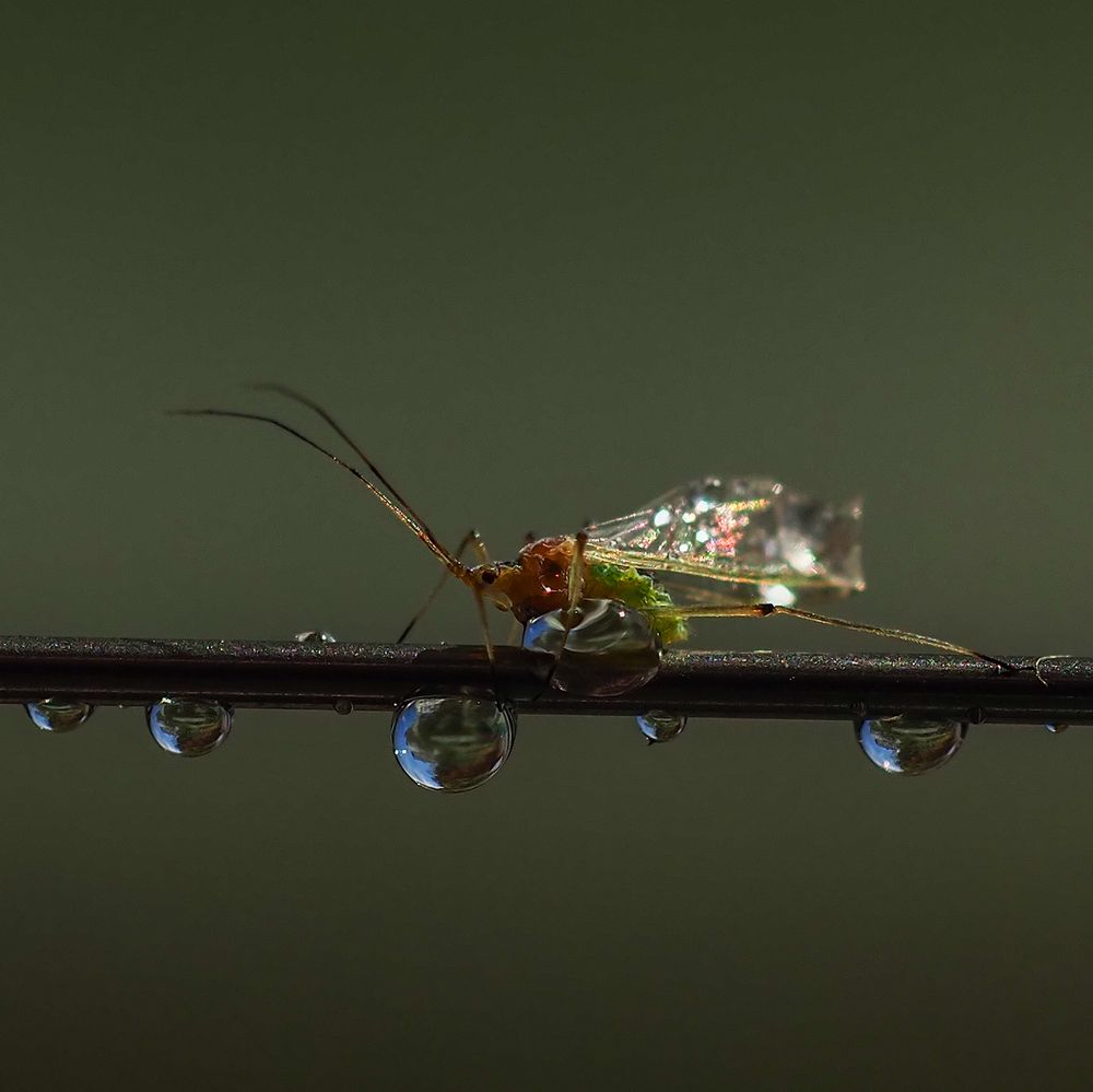 Photograph by Татьяна Эрбутаева