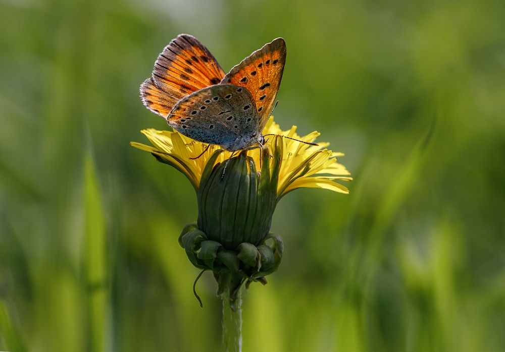 Червонец пятнистый