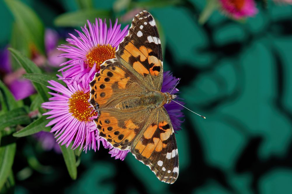 Фотография автора Олег Набровенков
