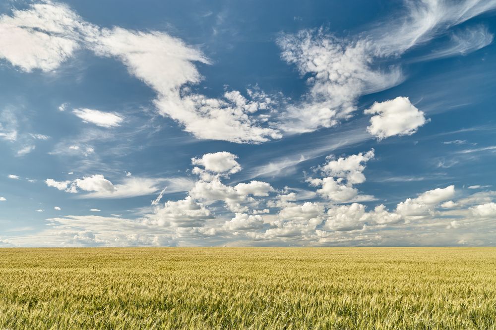 ХЛЕБНОЕ МОРЕ