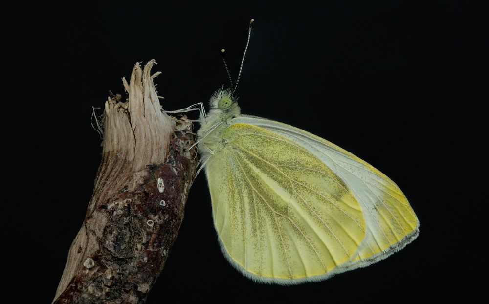 Photograph by Тараненко Анжелика