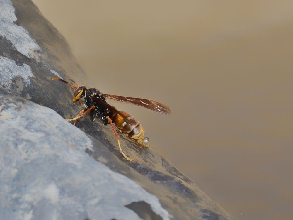 Фотография автора Paula Torrent