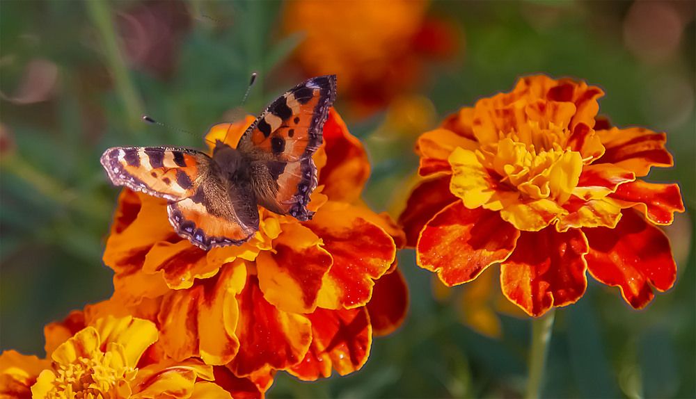 Photograph by Пушкин Сергей