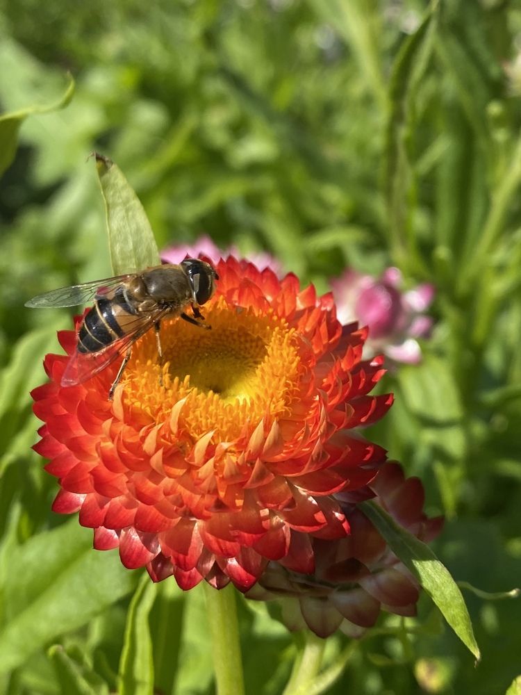 A wasp on a red flower