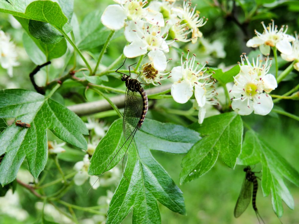 Ephemeroptera amongst the white flowers