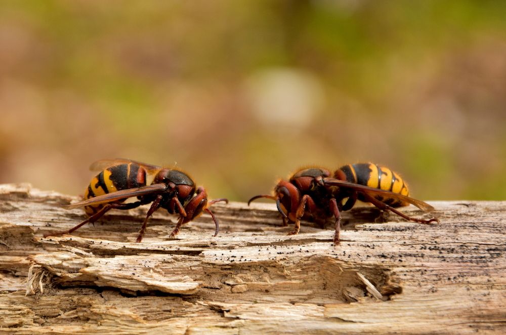 Photograph by Ирина Алексеева