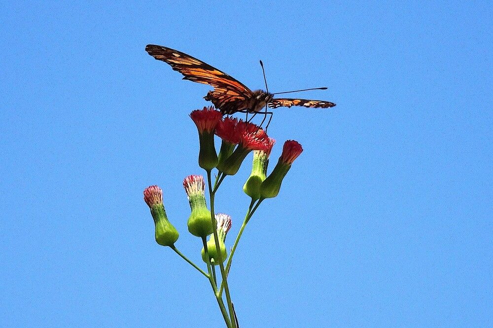 fragility in the air