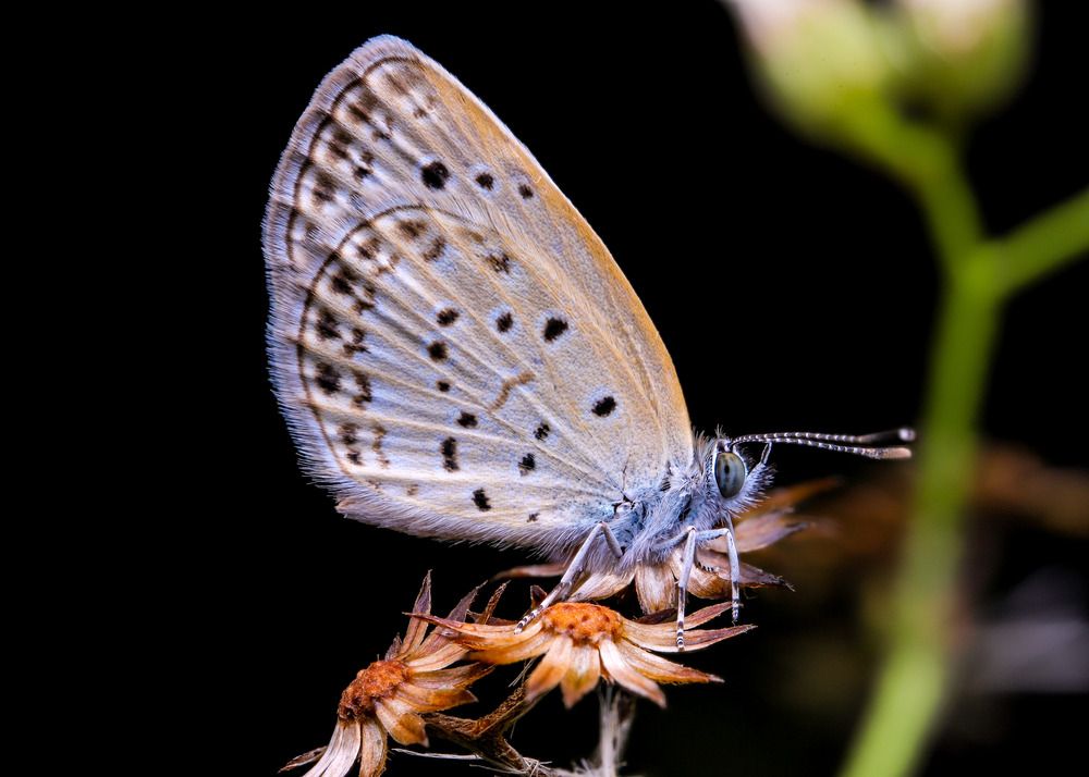 Photograph by Anh Nguyen