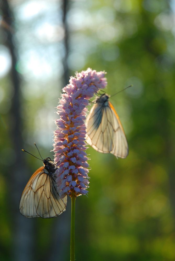 Photograph by Ерёмин Александр