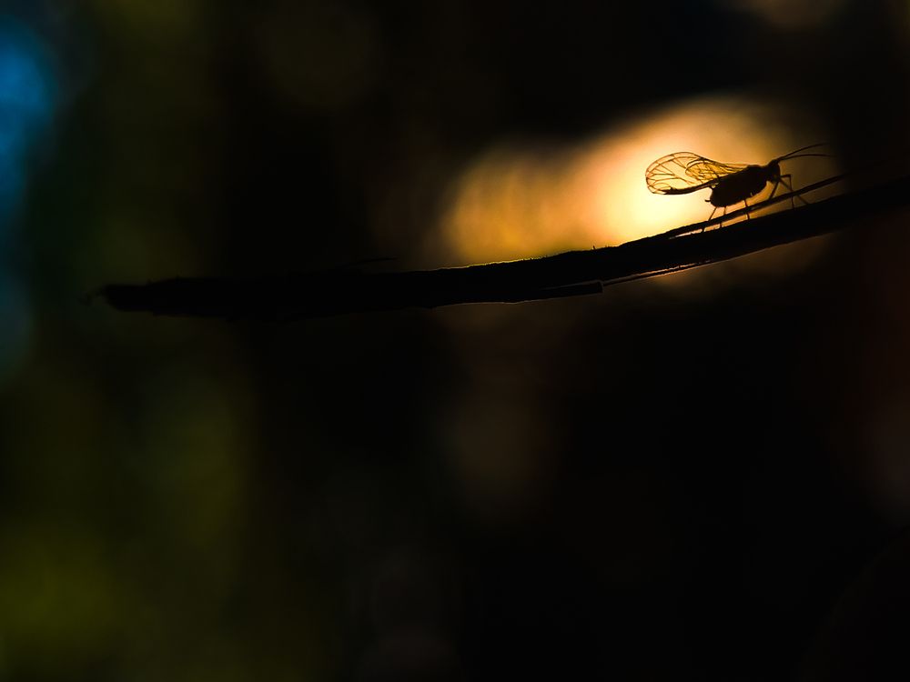 Photograph by Praveen