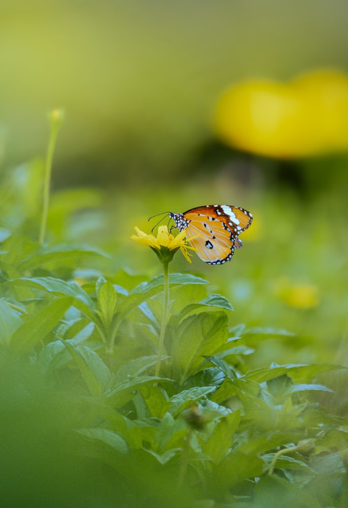 Photograph by Abhijith A S