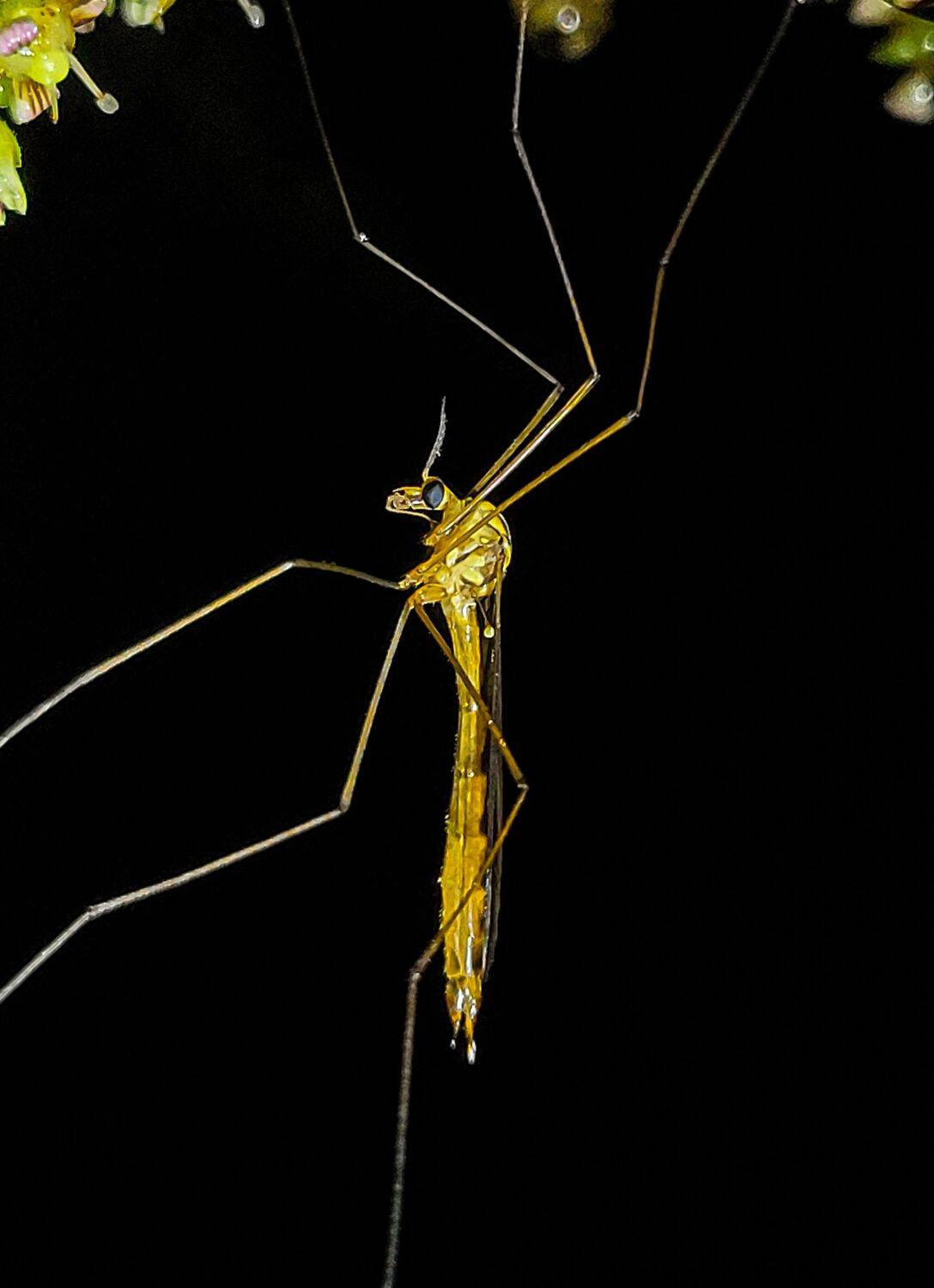 Mobile Macro Mobile Macro