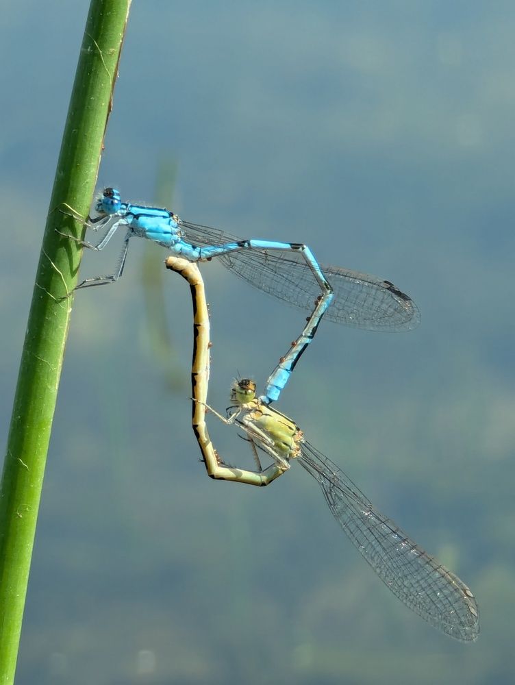 Photograph by Елена