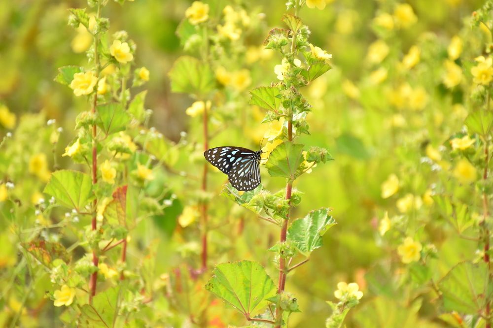 Photograph by Aswin Vijay