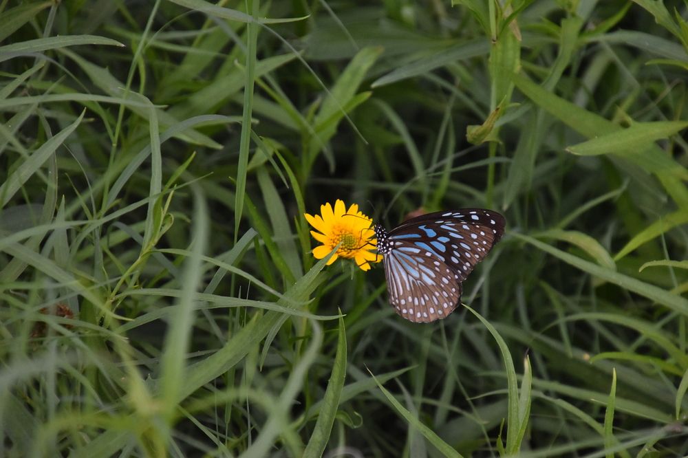 Photograph by Aswin Vijay