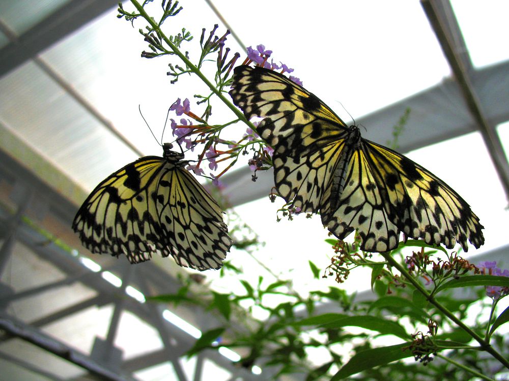 Photograph by Anton Hantov