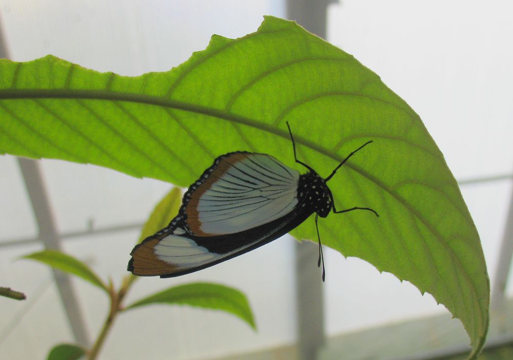 Photograph by Anton Hantov