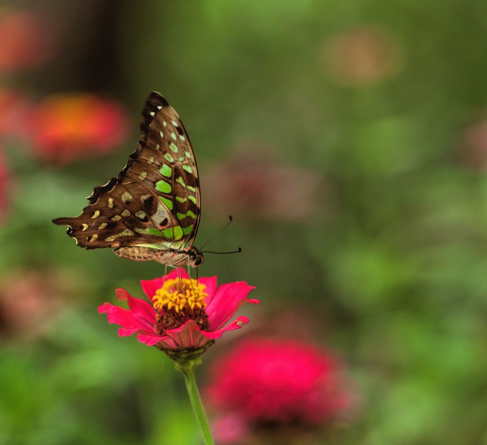 Photograph by Joko Prayitno