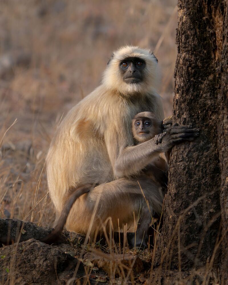 Eyes of Innocence, Gaze of Wisdom