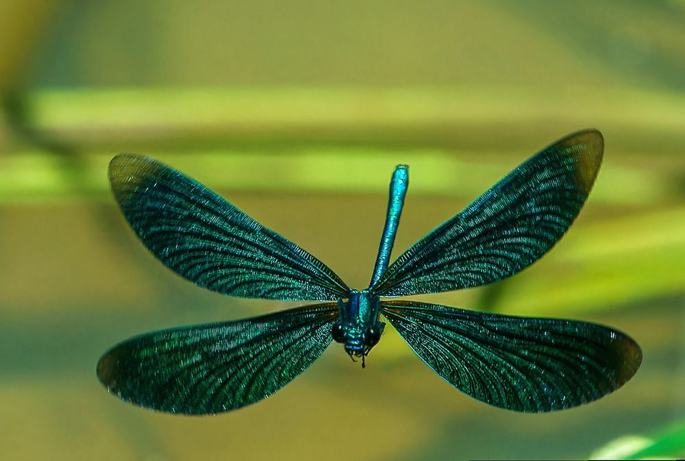 Красотка-девушка в полёте