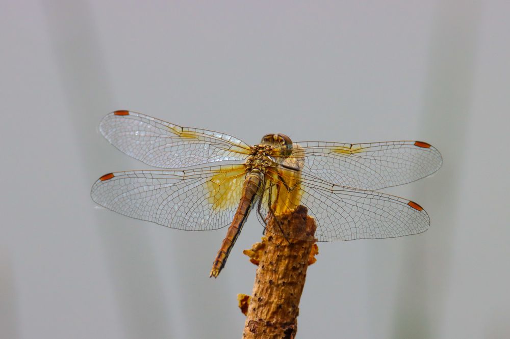 Photograph by Наталья Трифуз