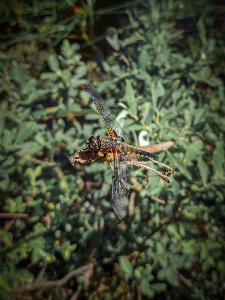 Фотография автора Александр Хухлов