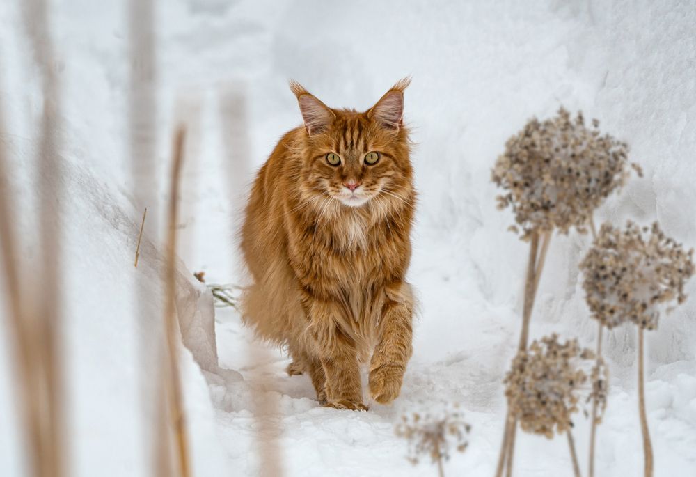 Photograph by NADEZHDA PELYMSKAIA