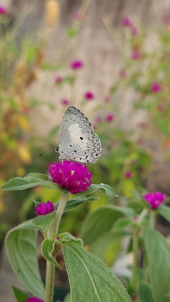 Photograph by Piyali Dutta